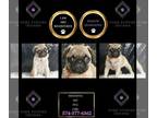 Pug PUPPY FOR SALE ADN-845413 - Modanna AKC Pug