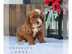 Poodle (Toy) PUPPY FOR SALE ADN-845412 - ACA Toy Poodle