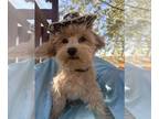 Maltipoo PUPPY FOR SALE ADN-845409 - HENDRIX IS A MALTIPO BOY