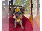 Yorkshire Terrier PUPPY FOR SALE ADN-845406 - PINK IS A YORKIE FEMALE
