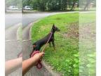 Doberman Pinscher PUPPY FOR SALE ADN-845387 - Blue and Rust Doberman