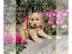 Cockapoo PUPPY FOR SALE ADN-845383 - Candy