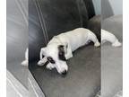 Jack Russell Terrier PUPPY FOR SALE ADN-845381 - Thanksgiving Special