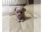 Chihuahua PUPPY FOR SALE ADN-845375 - Chiweenie Chihuahua and dachshund