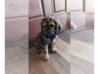Cocker Spaniel PUPPY FOR SALE ADN-845372 - 13 week old female Cocker Spaniel