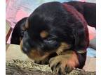 Rottweiler PUPPY FOR SALE ADN-845521 - Female