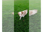 Miniature Australian Shepherd PUPPY FOR SALE ADN-845480 - Toy aussie