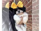 Shih Tzu PUPPY FOR SALE ADN-845455 - Shihtzu Puppies