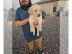 Labrador Retriever PUPPY FOR SALE ADN-845362 - Purebred yellow female lab