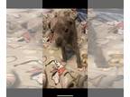 Mutt PUPPY FOR SALE ADN-845317 - Puppies for Sale