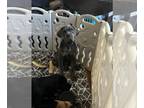 Cane Corso PUPPY FOR SALE ADN-845309 - Cane corso