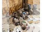 French Bulldog PUPPY FOR SALE ADN-845291 - The Lilac litter of French Bulldogs