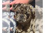 Pug PUPPY FOR SALE ADN-845283 - Blue merle Russian import male pug