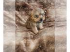 Yorkshire Terrier PUPPY FOR SALE ADN-845218 - Yorkie purebred registered puppies