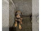 Doberman Pinscher PUPPY FOR SALE ADN-845154 - Doberman puppies