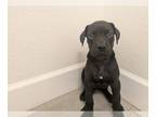 Great Dane PUPPY FOR SALE ADN-845137 - Purebred Great Dane Puppies