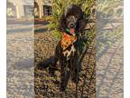 Poodle (Standard) PUPPY FOR SALE ADN-845087 - AKC Standard Poodle