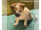Australian Cattle Dog DOG FOR ADOPTION ADN-845478 - Australian Cattle Dog Blue