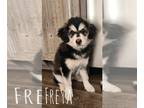 Alusky DOG FOR ADOPTION ADN-845543 - Alaskan Husky Malamute puppies