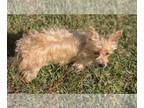 Yorkshire Terrier DOG FOR ADOPTION ADN-845418 - Bella