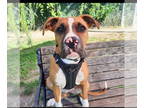 Boxer Mix DOG FOR ADOPTION RGADN-1392009 - Basil - Boxer / Terrier / Mixed Dog
