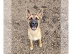 Dutch Shepherd -German Shepherd Dog Mix DOG FOR ADOPTION RGADN-1392484 - HAZE -