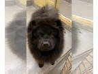 Chow Chow DOG FOR ADOPTION RGADN-1393083 - Seth - Chow Chow (long coat) Dog For