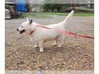 Keeshond Mix DOG FOR ADOPTION RGADN-1300095 - Max - Keeshond / Mixed Dog For