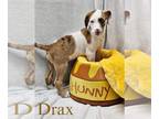 Labradoodle DOG FOR ADOPTION RGADN-1346545 - Drax - Poodle (Standard) / Labrador