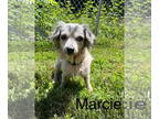 Dachshund Mix DOG FOR ADOPTION RGADN-1366746 - Marcia - Dachshund / Mixed