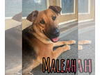 Akita-German Shepherd Dog Mix DOG FOR ADOPTION RGADN-1382792 - MALEAH - German