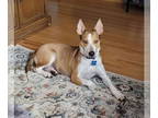 Basenji Mix DOG FOR ADOPTION RGADN-1383804 - Graceland - Cattle Dog / Basenji /