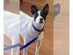 Rat Terrier Mix DOG FOR ADOPTION RGADN-1384271 - BooBoo - Rat Terrier / Cattle