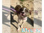 Boston Terrier Mix DOG FOR ADOPTION RGADN-1384797 - ALEX - Boston Terrier /