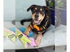 Border-Aussie DOG FOR ADOPTION RGADN-1386293 - Woody - Australian Shepherd /