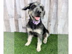 American Staffordshire Terrier-Poodle (Miniature) Mix DOG FOR ADOPTION