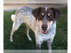 German Shorthaired Pointer-Red Heeler Mix DOG FOR ADOPTION RGADN-1390708 - Lily