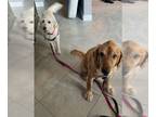 Golden Retriever DOG FOR ADOPTION RGADN-1390709 - Jack 742 - Golden Retriever