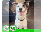 Australian Shepherd Mix DOG FOR ADOPTION RGADN-1390711 - Rocket - Australian
