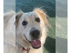 Great Pyrenees Mix DOG FOR ADOPTION RGADN-1390713 - Auggie - Great Pyrenees /