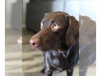Sheprador DOG FOR ADOPTION RGADN-1390714 - River - Labrador Retriever /