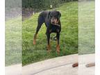 Doberman Pinscher DOG FOR ADOPTION RGADN-1390717 - Bradley - Doberman Pinscher