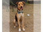 German Shepherd Dog-Greyhound Mix DOG FOR ADOPTION RGADN-1390719 - Reba - German