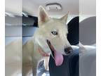 Mix DOG FOR ADOPTION RGADN-1390726 - Prince - Husky Dog For Adoption