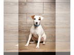 Jack Russell Terrier DOG FOR ADOPTION RGADN-1390727 - Izzy - Jack Russell