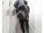 Boxer DOG FOR ADOPTION RGADN-1390728 - Brus - Boxer (short coat) Dog For