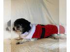 Shih Tzu DOG FOR ADOPTION RGADN-1390736 - Madge - Shih Tzu (long coat) Dog For