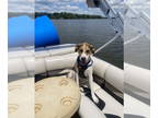 Treeing Walker Coonhound Mix DOG FOR ADOPTION RGADN-1390738 - Buford - Treeing