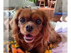Cavalier King Charles Spaniel DOG FOR ADOPTION RGADN-1390745 - Cheeks - Cavalier