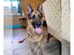 German Shepherd Dog DOG FOR ADOPTION RGADN-1390748 - Veronica Apr 24 - German